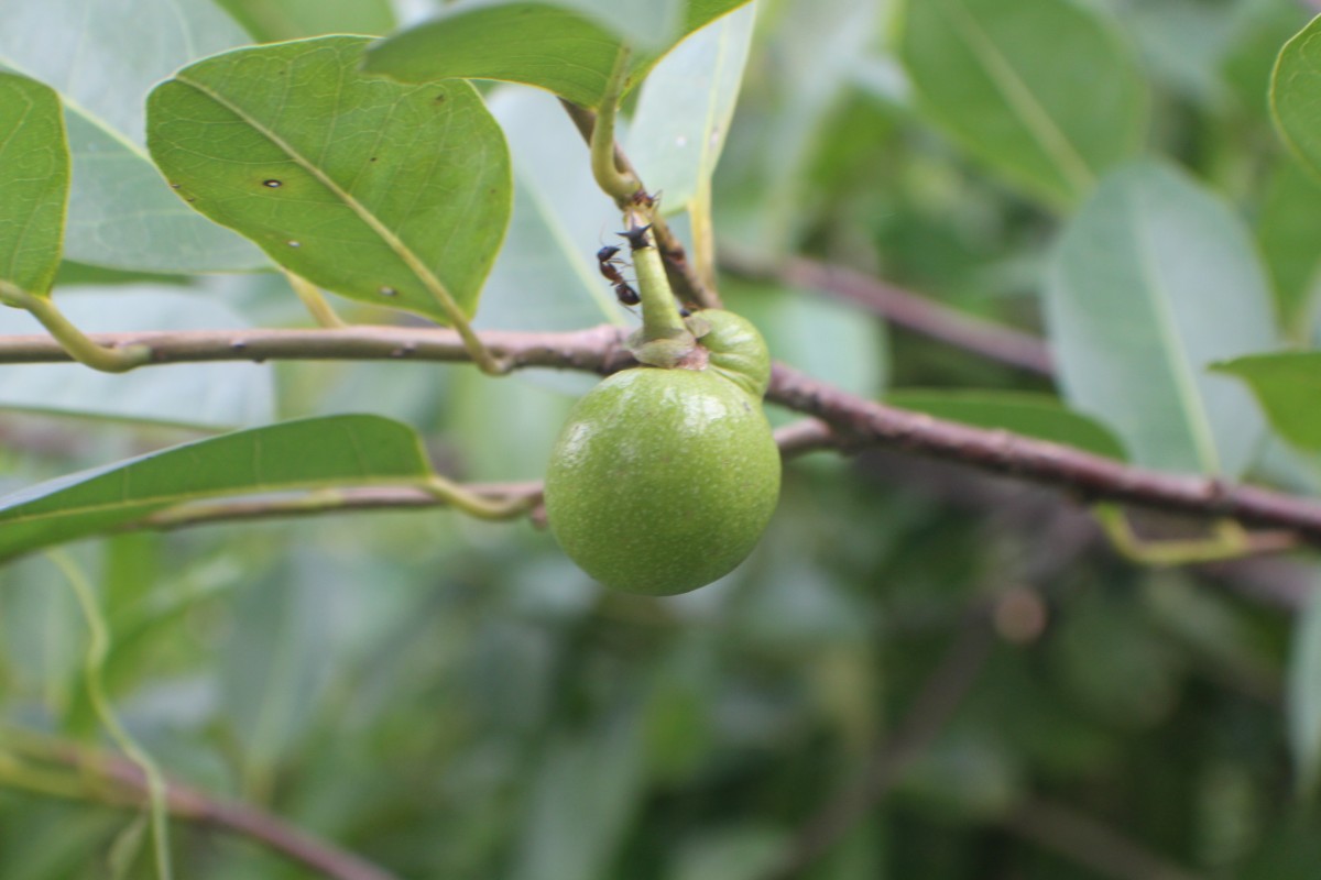 Annona glabra L.